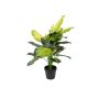 Fake Pflanze Dieffenbachia SIOLINA im Dekotopf, grün, 80cm
