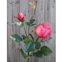 Künstliche Rose CARUSA, pink, 80cm, Ø8cm