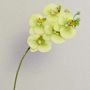 Kunstzweig Phalaenopsis Orchidee EMILIA, creme-grün, 60cm, Ø8cm