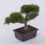 Kunst Bonsai Zeder ALVARI mit Wurzeln, in Dekoschale, 20cm