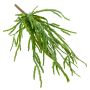 Kunstpflanze Sukkulente Rhipsalis HADRIAN, hängend, auf Steckstab, grün, 35cm