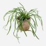 Kunstpflanze Sukkulente Rhipsalis HADRIAN, hängend, im Terracotta Topf, grün, 35cm