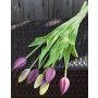 Künstlicher Tulpenstrauß LONA, violett-grün, 45cm, Ø20cm