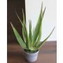 Künstliche Aloe Vera NAMIKA im Dekotopf, grün, 50cm, Ø50cm