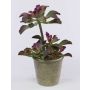 Echeveria gibbiflora künstlich SHAUNA im Dekotopf, grün-violett, 40cm