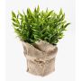 Kunstpflanze Kräuter Mäusedorn VITUS im Jutesack, grün, 22cm, Ø24cm