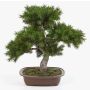 Künstliche Bonsai Pinie SELENA in Bonsaischale, 50cm