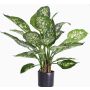 Künstliche Dieffenbachia DILLA, grün-weiß, 50cm
