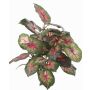 Kunstpflanze Caladium SEVERIN auf Steckstab, grün-rot, 40cm