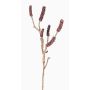 Zylinderputzer Deko Zweig SIRIUS mit Früchten, dunkelrot, 60cm