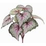 Künstliche Blattbegonie KATRICE auf Steckstab, violett-grün, 25cm