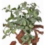 Kunstpflanze Fittonia NIKLAUS, Steckstab, schwer brennbar, grün-weiß, 30cm