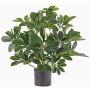 Textil Schefflera LUKAS im Dekotopf, grün, 55cm