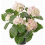 Kunstblume Hortensie TEMARI, weiß-rosa, 40cm, Ø10-12cm