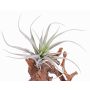 Plastik Tillandsia Stricta ADELE auf Steckstab, grün-grau, 25cm, Ø20cm