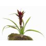 Kunstpflanze Guzmania ANELY mit Blüten, auf Steckstab, rot, 40cm