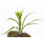 Künstliche Bromelie Guzmania ANELY mit Blüten, auf Steckstab, grün, 40cm