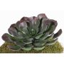 Künstliche Aeonium BARBARA auf Steckstab, rot-grün, 15cm, Ø25cm