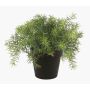 Kunst Pflanze Asparagus sprengeri YANIS, 15cm