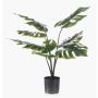 Dekopflanze Philodendron Monstera Deliciosa TREA, 60cm
