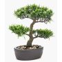 Plastik Bonsai Podocarpus GOYA in Schale, 30cm