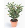 Künstlicher Olivenbaum ALBERTO im Tontopf, Früchte, 40cm