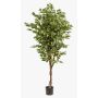 Künstlicher Ficus Benjamini BARTOLO, Echtstamm, grün, 170cm