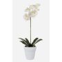 Unechte Orchidee Phalaenopsis ISIS, Keramiktopf, weiß, 55cm