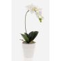 Unechte Orchidee Phalaenopsis ISIS, Keramiktopf, weiß, 40cm