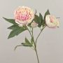 Pfingstrose künstlich MISTI, creme-rosa, 70cm, Ø8-12cm