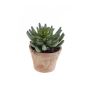 Künstliche Sukkulente Sedum pachyphyllum EROS im Terracottatopf, grün, 15cm, Ø15cm