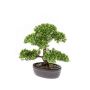 Kunstpflanze Bonsai Ficus HESPER in Schale, 30cm