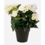 Künstliche Blume Begonie DOBRADA, creme, 30cm, Ø8-10cm