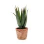 Künstliche Sukkulente Aloe Variegata MARTINEZ im Terracottatopf, grün, 20cm, Ø17cm
