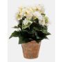 Künstliche Blume Begonie DOBRADA im Terracottatopf, creme, 25cm, Ø8-10cm