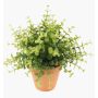 Kräuter künstlich Eukalyptus JOSHUA im Tontopf, grün, 20cm, Ø17cm