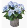 Kunstpflanze Hortensie JONE im Korb, blau, 45cm, Ø12cm
