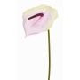 Flamingoblume künstlich MOIRA, creme-rosa, 75cm, 13x18cm