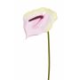 Flamingoblume künstlich MOIRA, creme-rosa, 75cm, 13x18cm