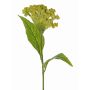 Blume künstlich Hahnenkamm ANUBIS, grün-gelb, 60cm, Ø14cm