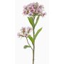 Künstliche Bartnelke ARCHIE, creme-pink, 60cm, Ø8-14cm
