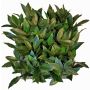Künstliche Lorbeer Hecke / Matte FOXI, crossdoor, 25x25cm