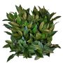Künstliche Lorbeer Hecke / Matte FOXI, crossdoor, 25x25cm