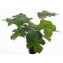 Künstliche Flaschenpflanze LONY, grün, 50cm
