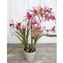 Kunst Brassia Orchidee ZAPHIRA im Dekotopf, pink-grün, 55cm