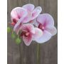 Phalaenopsis Orchideenzweig künstlich OPHELIA, rosa-pink, 40cm, Ø7-8cm