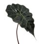 Deko Blatt Alocasia Sanderiana ALEPU, grün, 65cm