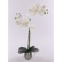 Unechte Phalaenopsis Orchidee KAREN, Dekotopf, gefroren, weiß, 50cm