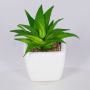 Deko Aloe Vera KATNISS, Keramiktopf, grün, 9cm