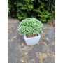 Kunstpflanze Sedum telephium KATNISS, Keramiktopf, grün, 14cm